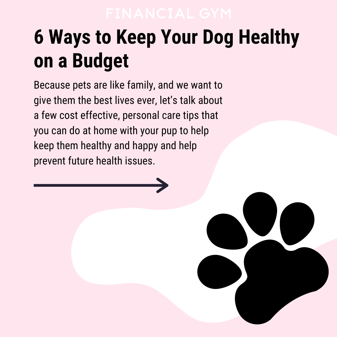 Top 6 Tips to Prevent Health Problems in Dogs  