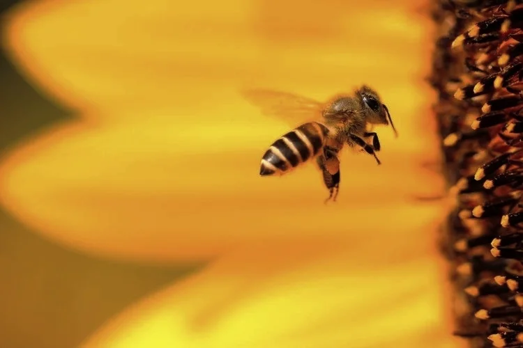 ALLERGYCARE-INSECT+STING-UPPEAREASTSIDE.jpg