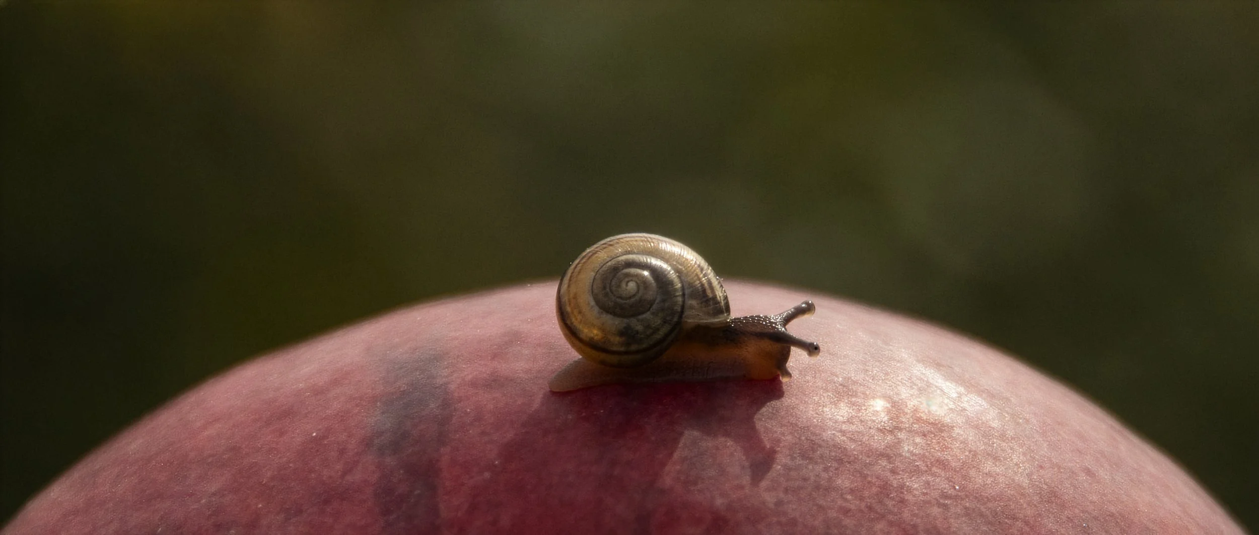 APPLE_SLUG.jpg