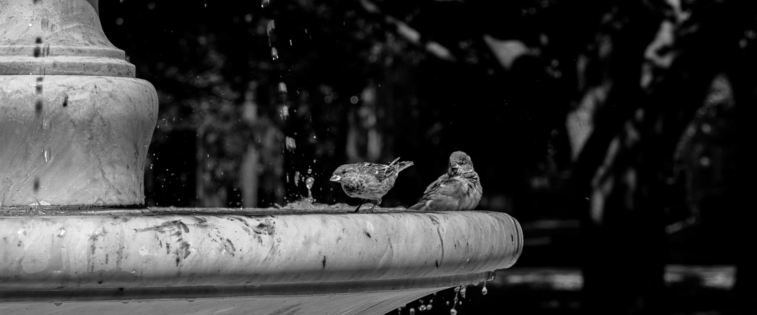 BIRDBATH_2026_RGB.jpg