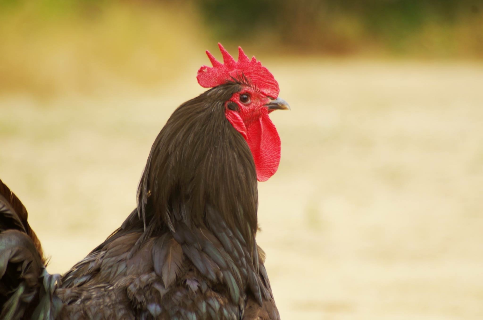 Chickens2 - Copy.jpeg