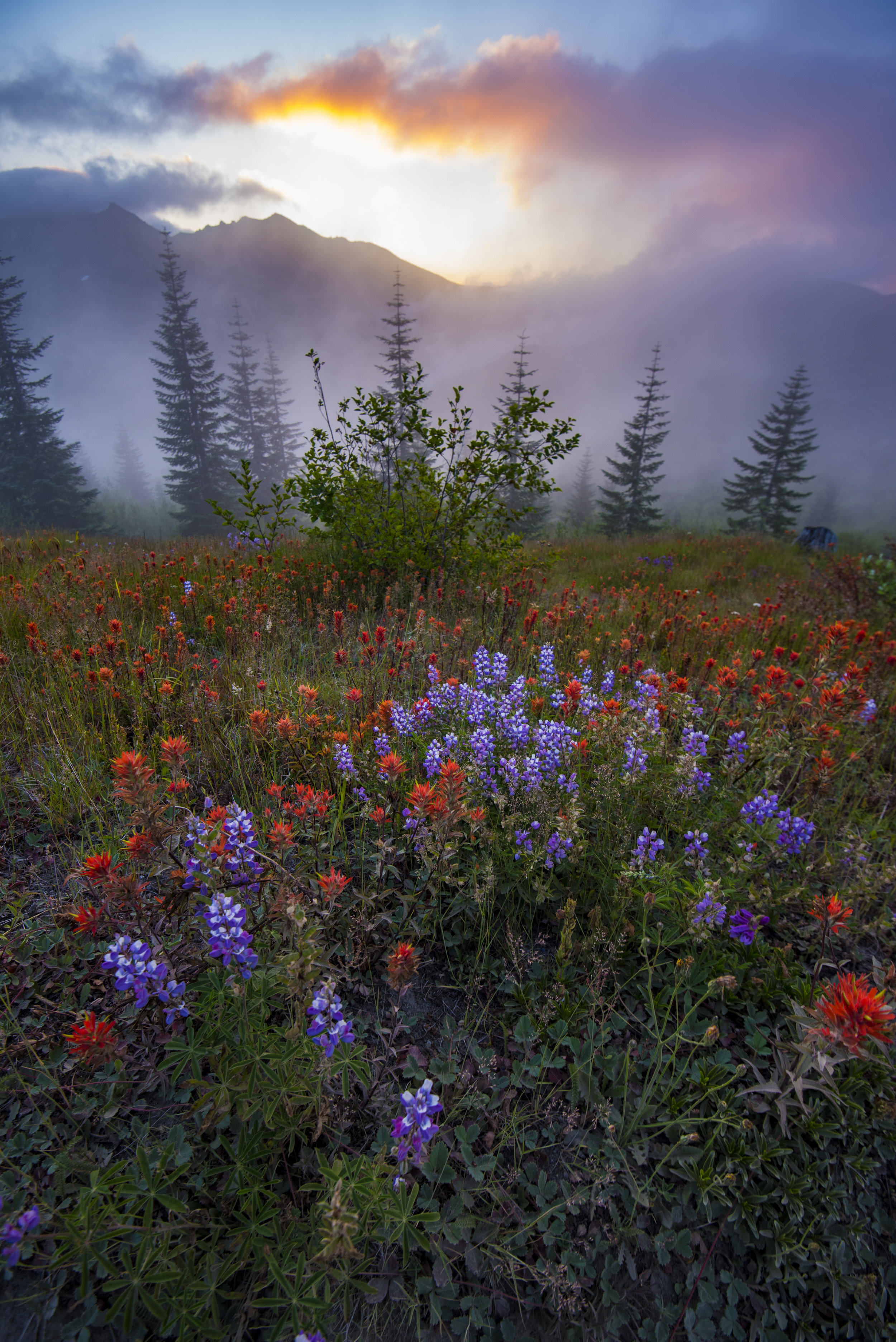 Wildflower Sunrise ©2006-2018 ShutterMeShort Photography