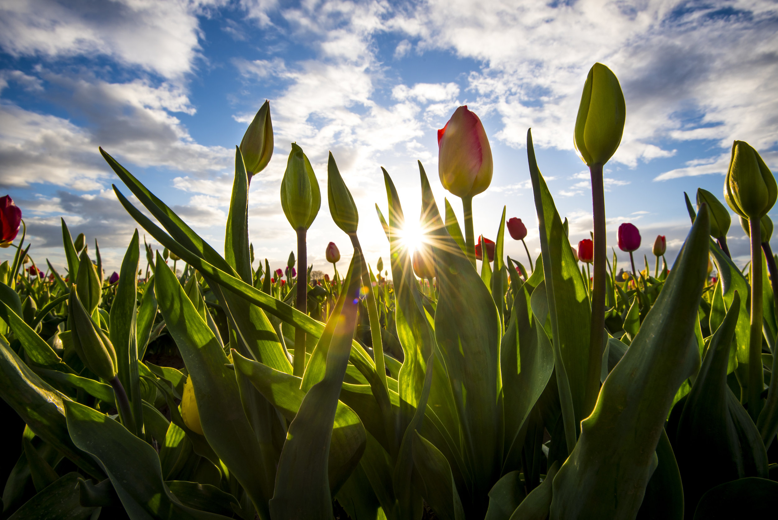 Wooden Shoe Tulips ©2006-2018 ShutterMeShort Photography