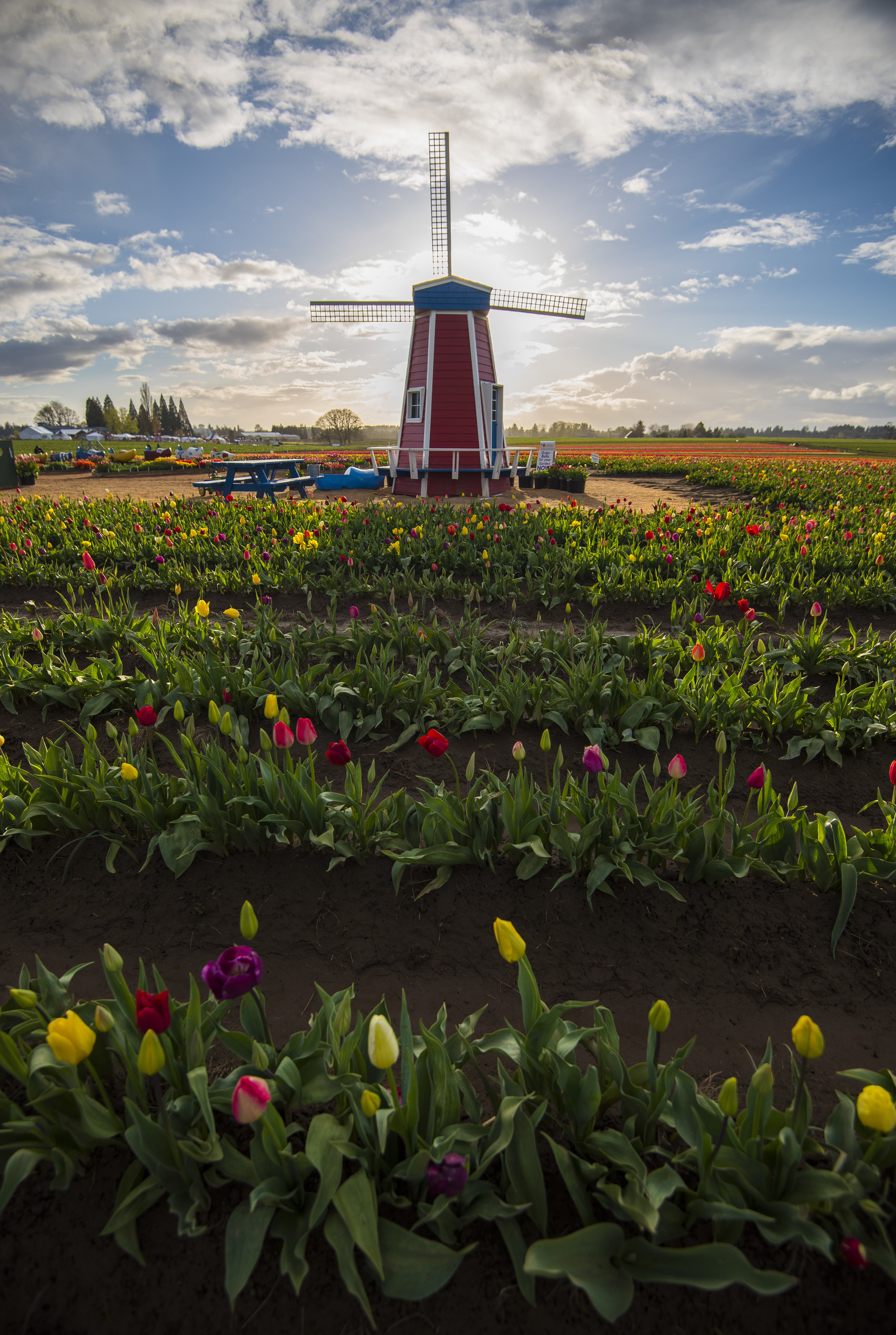 Woodburn Tulip Festival Windmill ©2006-2018 ShutterMeShort Photography