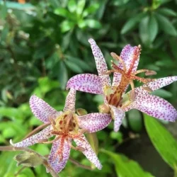 toad lily.jpg