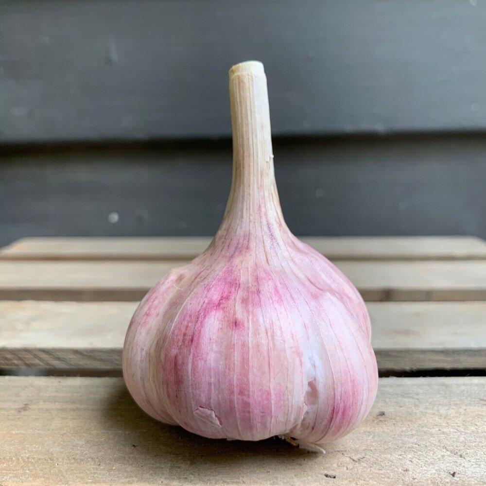 Duganski+Hardneck+Garlic+Seed.jpg