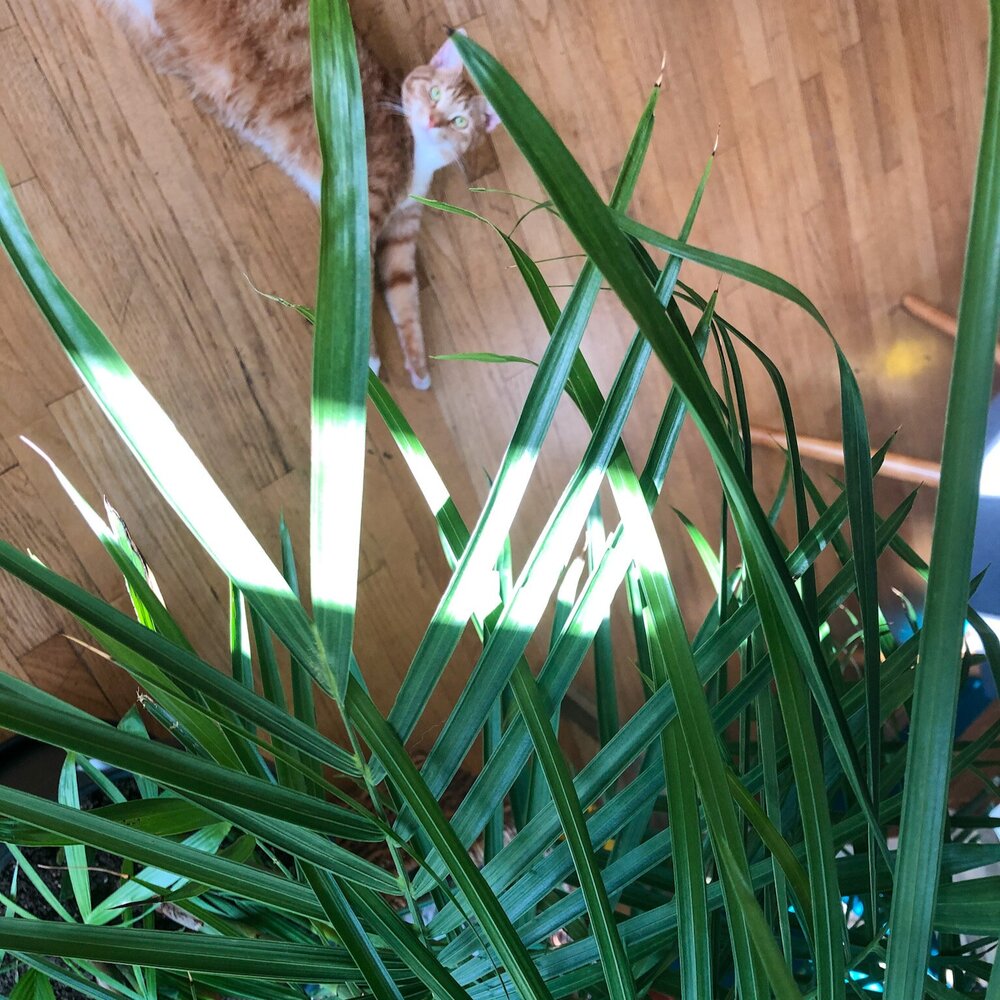 Toxicity to animals: Not toxic. Katie’s cat Mango approves!