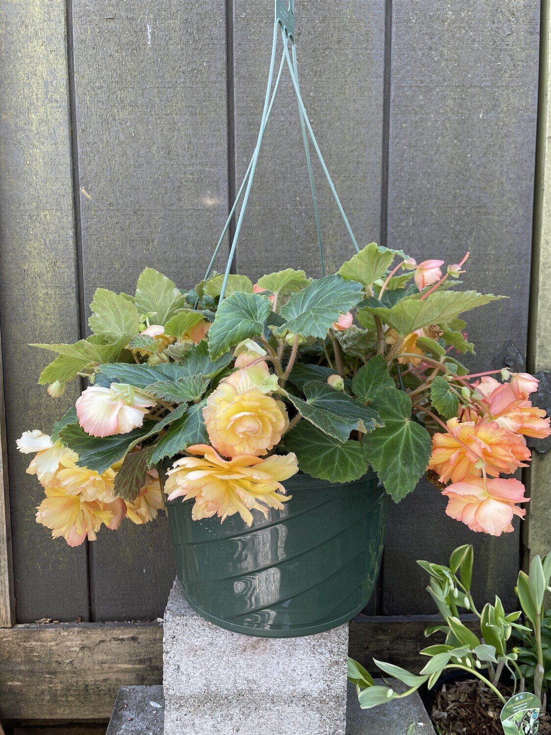 Begonia 'Illumination' Hanging Basket