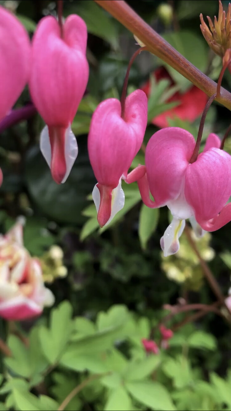 Bleeding Heart, Dicentra spectabilis