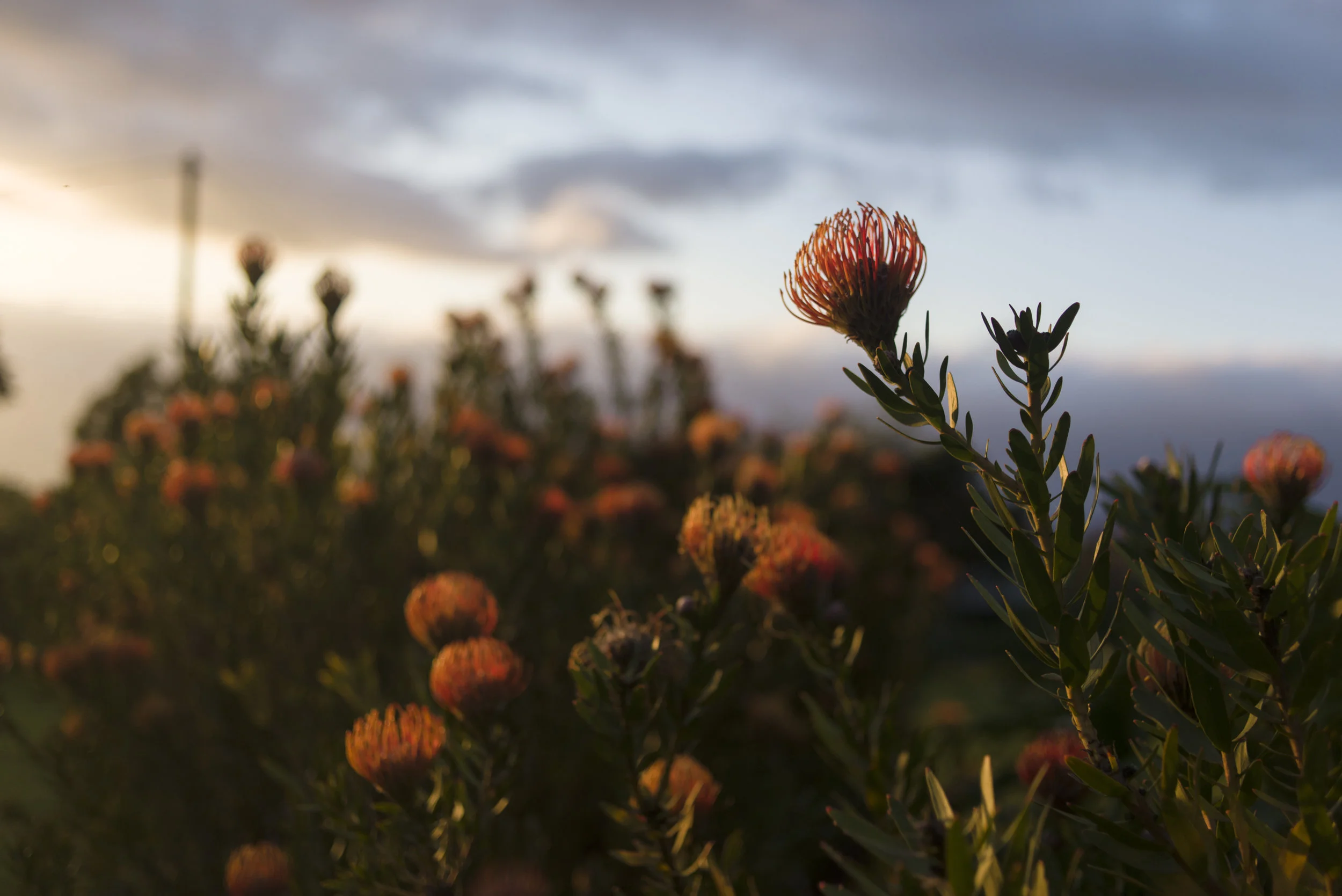 Depression & Anxiety