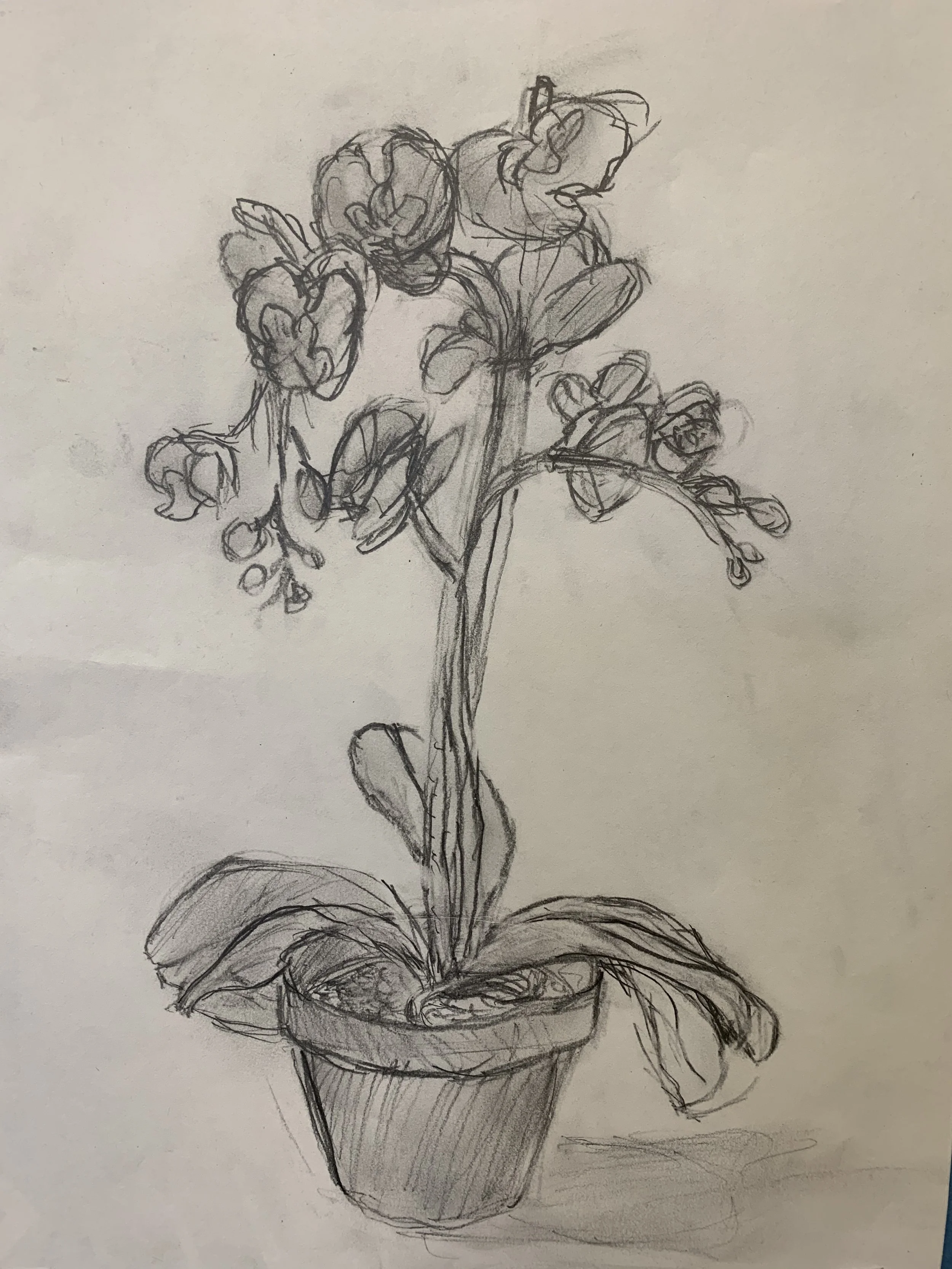 pencil still life 2.jpeg