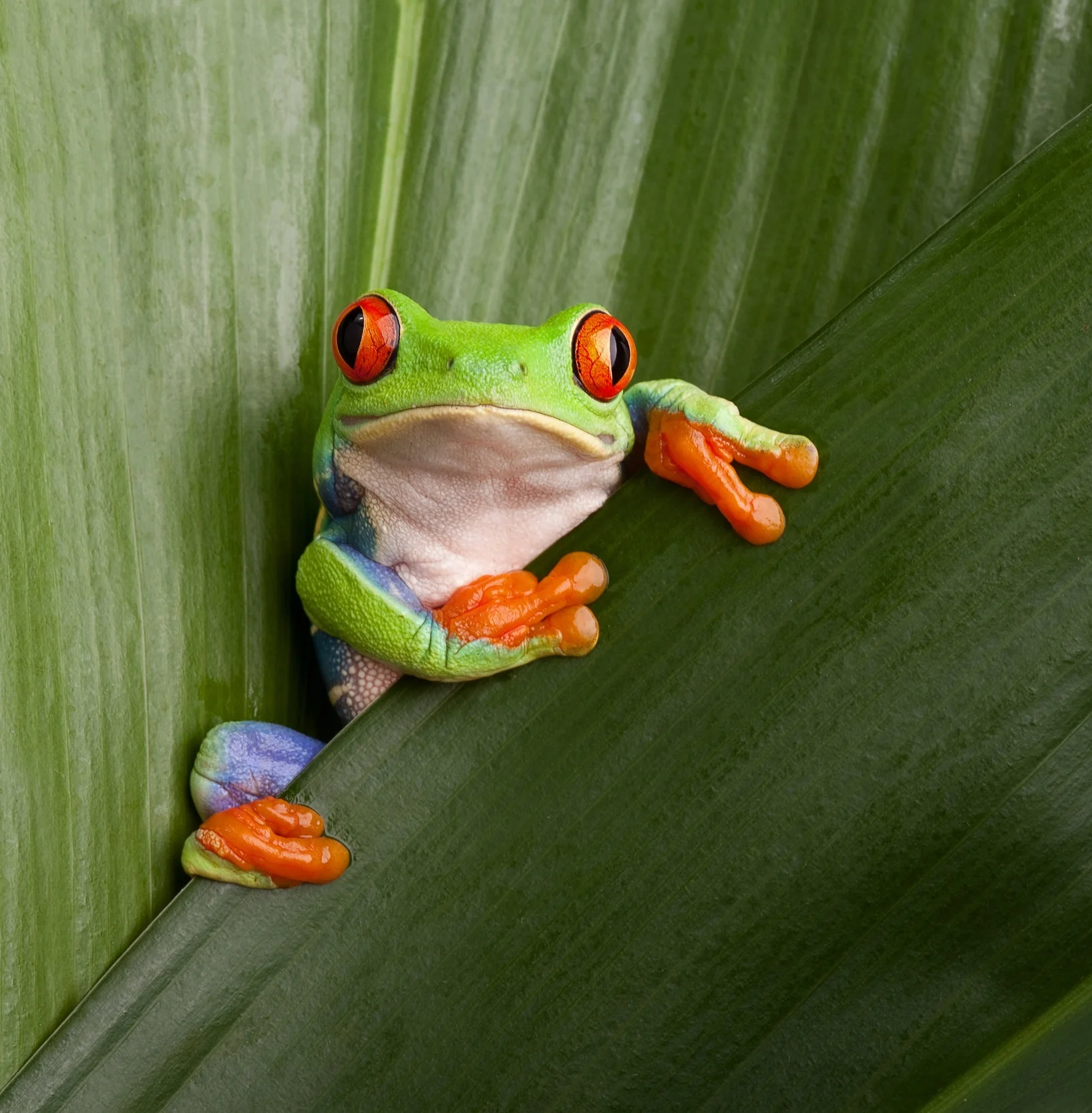 shutterstock_96236585.jpg