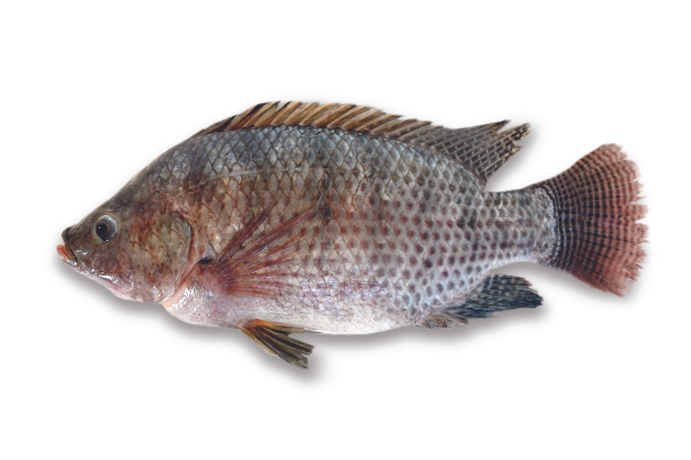 Tilapia HON copia.jpg