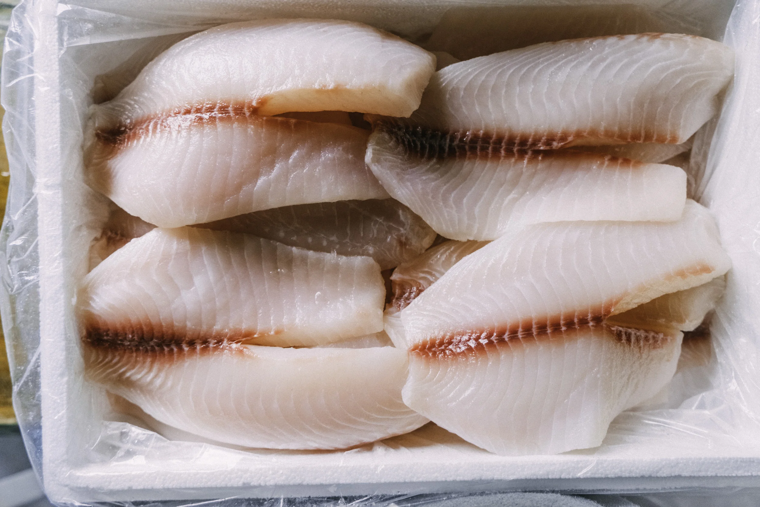 EWP2018_RainforestTilapia-1039.jpg