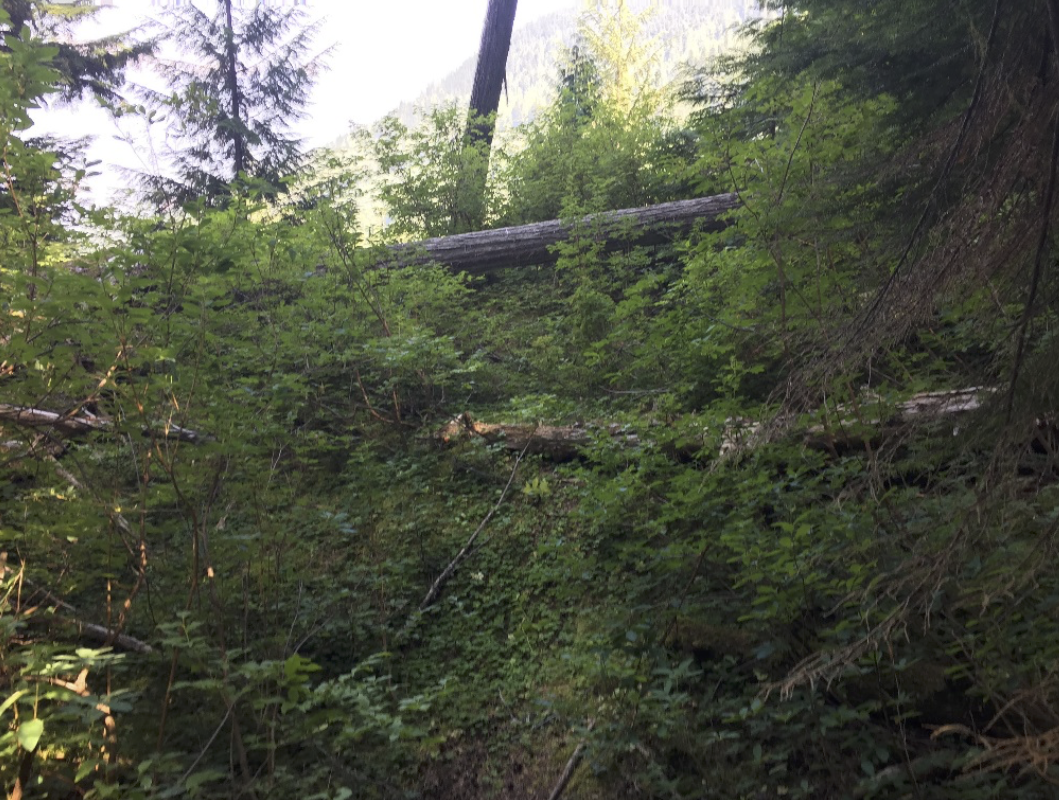 Large trees have fallen across the trail in many places. They would make things treacherous in slippery conditions. These will need to be cut to make the trail easier for users. Photo: E. Lau.