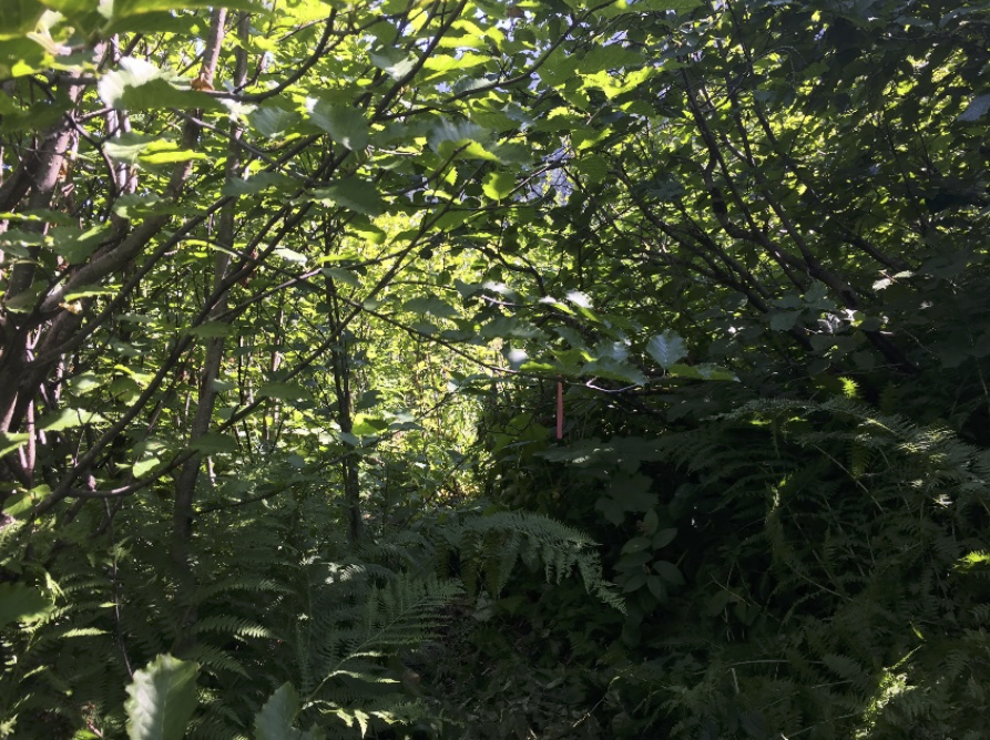 Multi-coloured trail markers exist along the route (see tiny orange – pink? – strand above). The footpath is distinct for largely the entire trail, but greenery has begun to creep back in along the lower half, which was completed in 2016. Photo: E. Lau.
