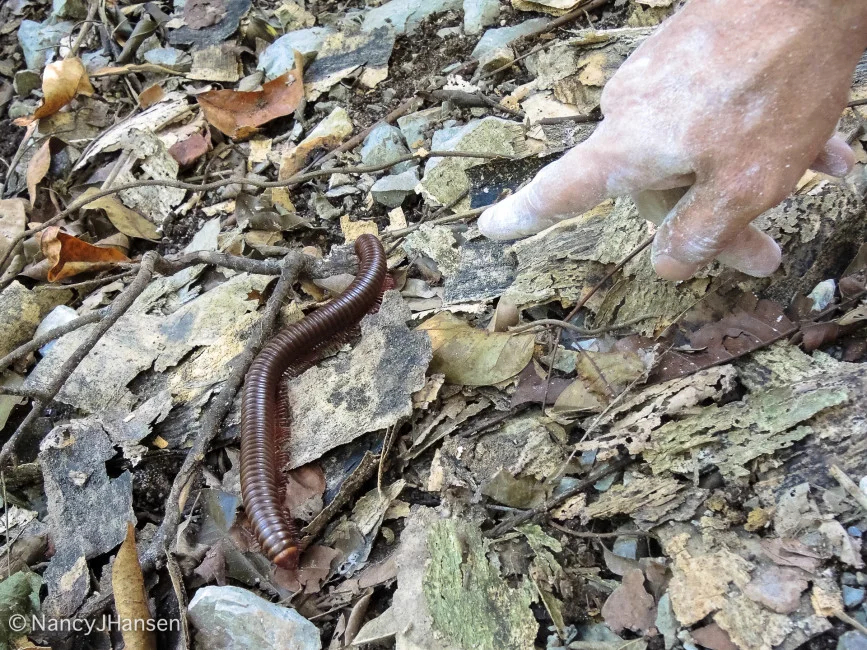 Millipede-2317-867x650.jpg