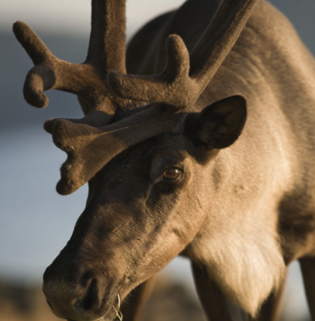 2017 ACC Environment Grant Supports Caribou Conservation with CPAWS