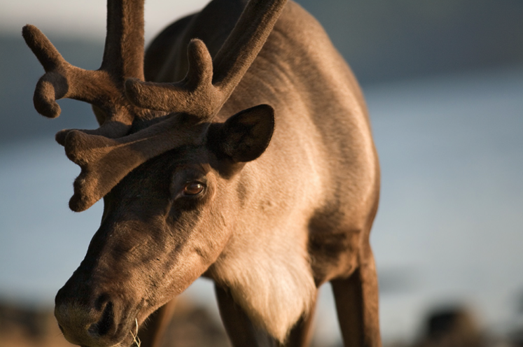 Woodland caribou. Photo by Ted Simonett, Wildlands League. Courtesy of CPAWS.