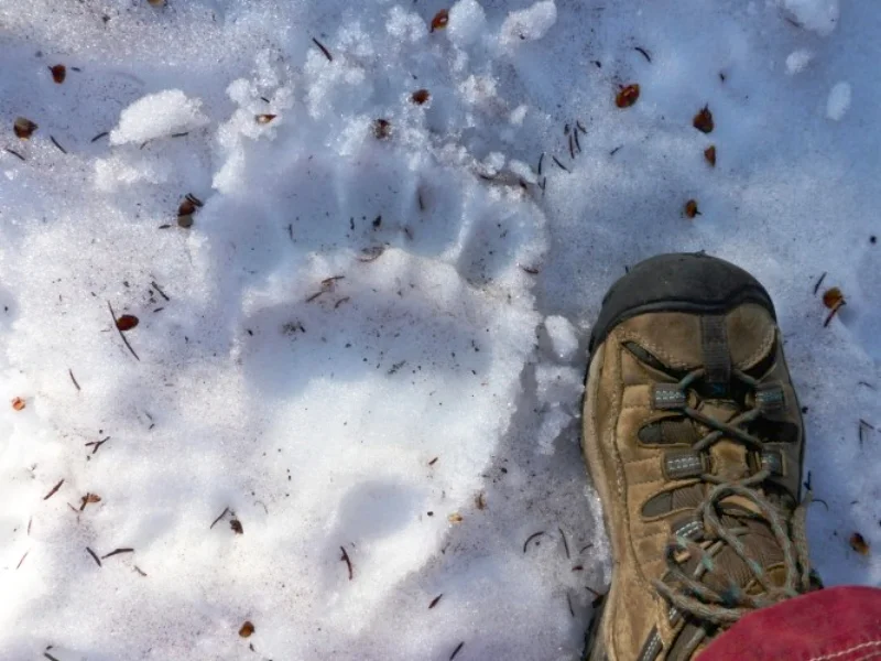 Grizzly print (not yeti) beside our beer stash.