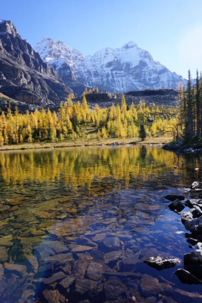 The larches of Lake O’Hara. Photo by Richard Campbell.