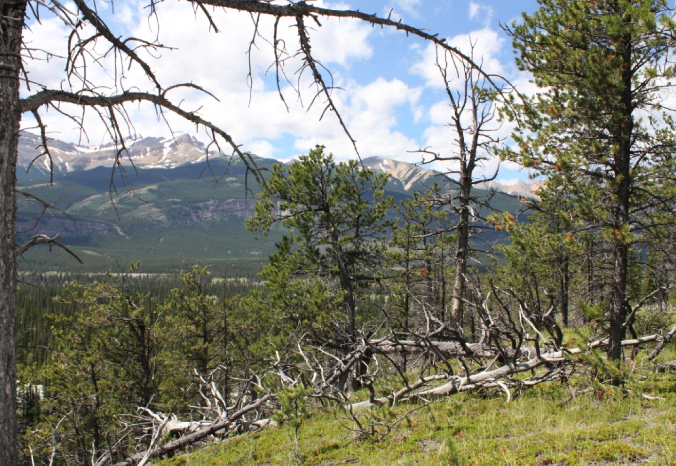 Limber pine at the northern limits of its range, Kootenay Plains, Alberta. Photo by Vern Peters.
