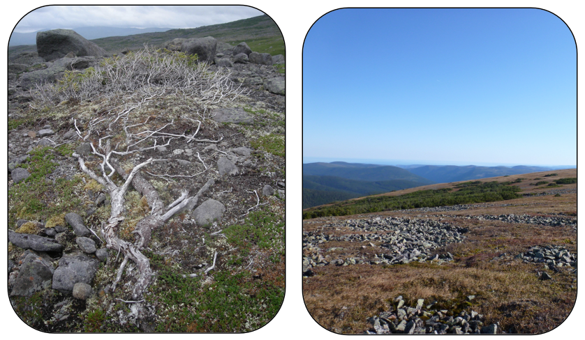 Figure 4: Treeline expansion can be slowed down by (a) harsh conditions in the winter that can damage individuals via snow scouring, killing emerging branches (Mealy Mountains, NL; photo credit: Brian Starzomski) and (b) geology and geomorphology, when there simply may not be any soil substrate present for trees to expand onto (Chic Choc Mountains, QC; Sébastien Renard).