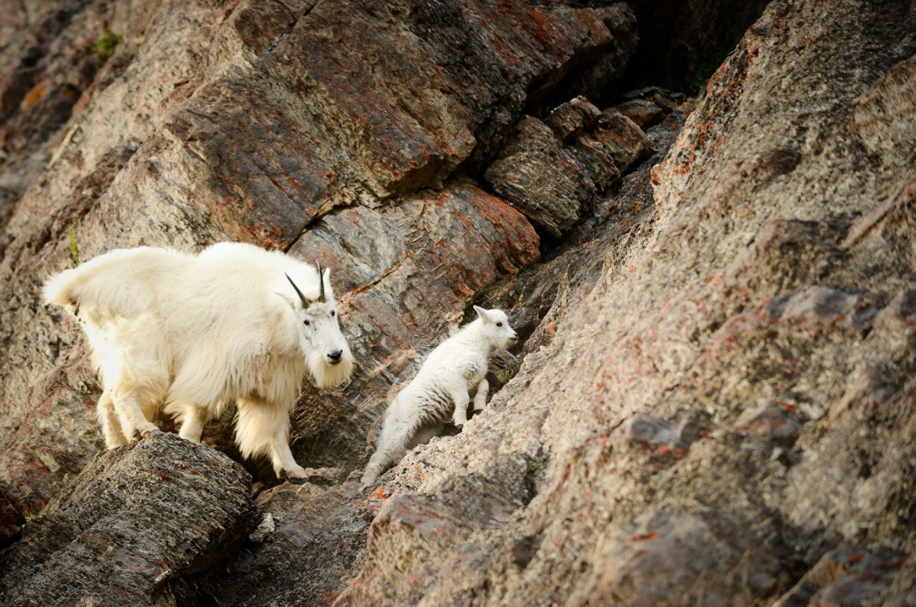 Mountain goats.