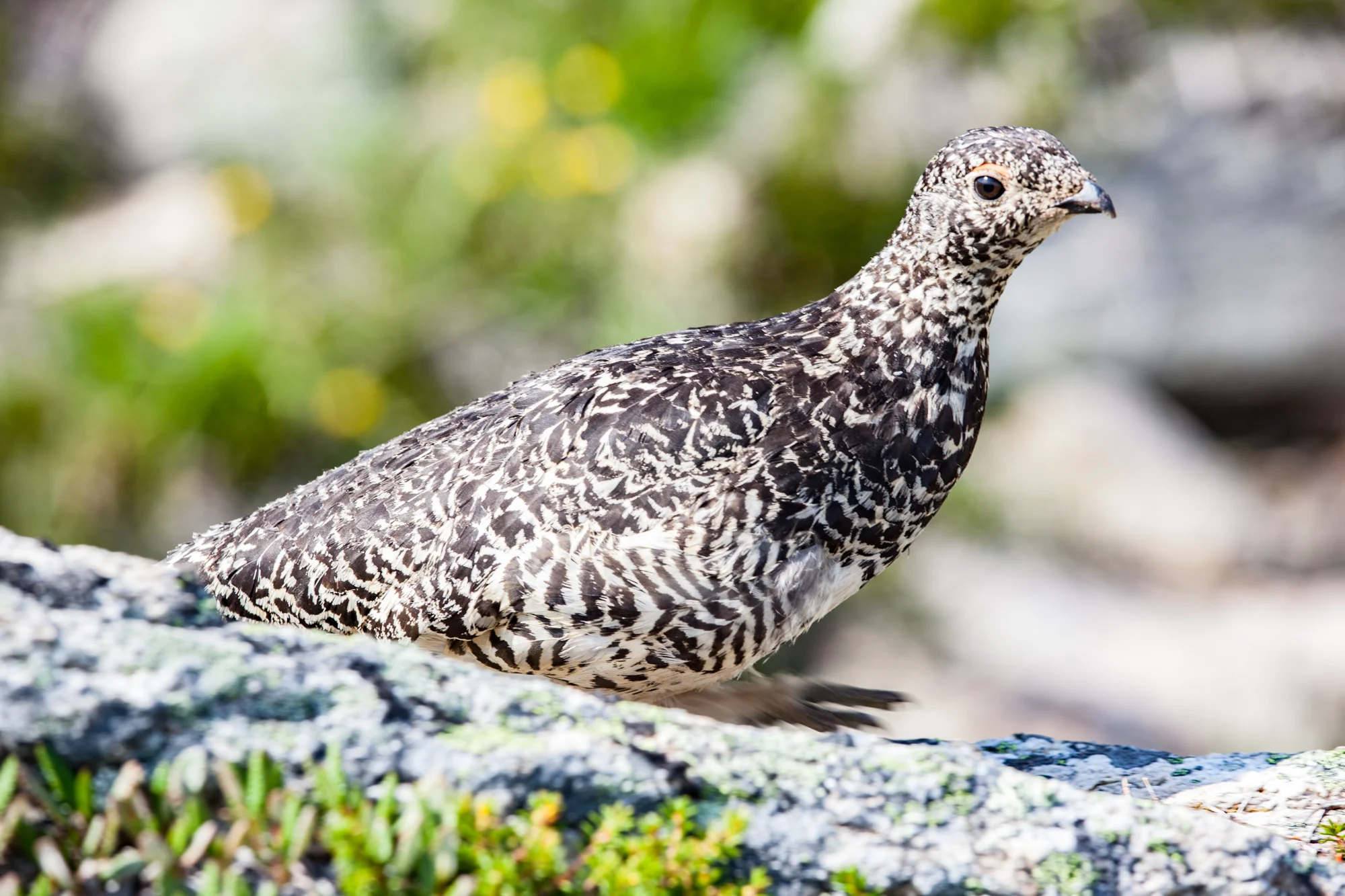 White-tailed ptarmigan in the Purcell Mountains, BC. Photo by Zoltan Kenwell.
