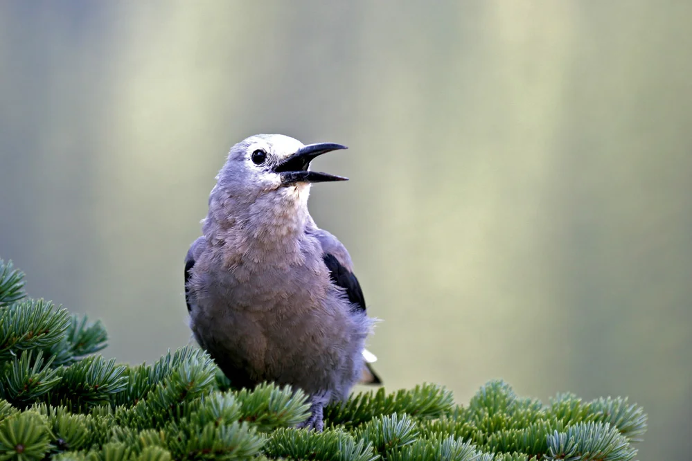 Clark's Nutcracker at Moraine Lake, Banff National Park. Photo by Gunnsteinn Jonsson.