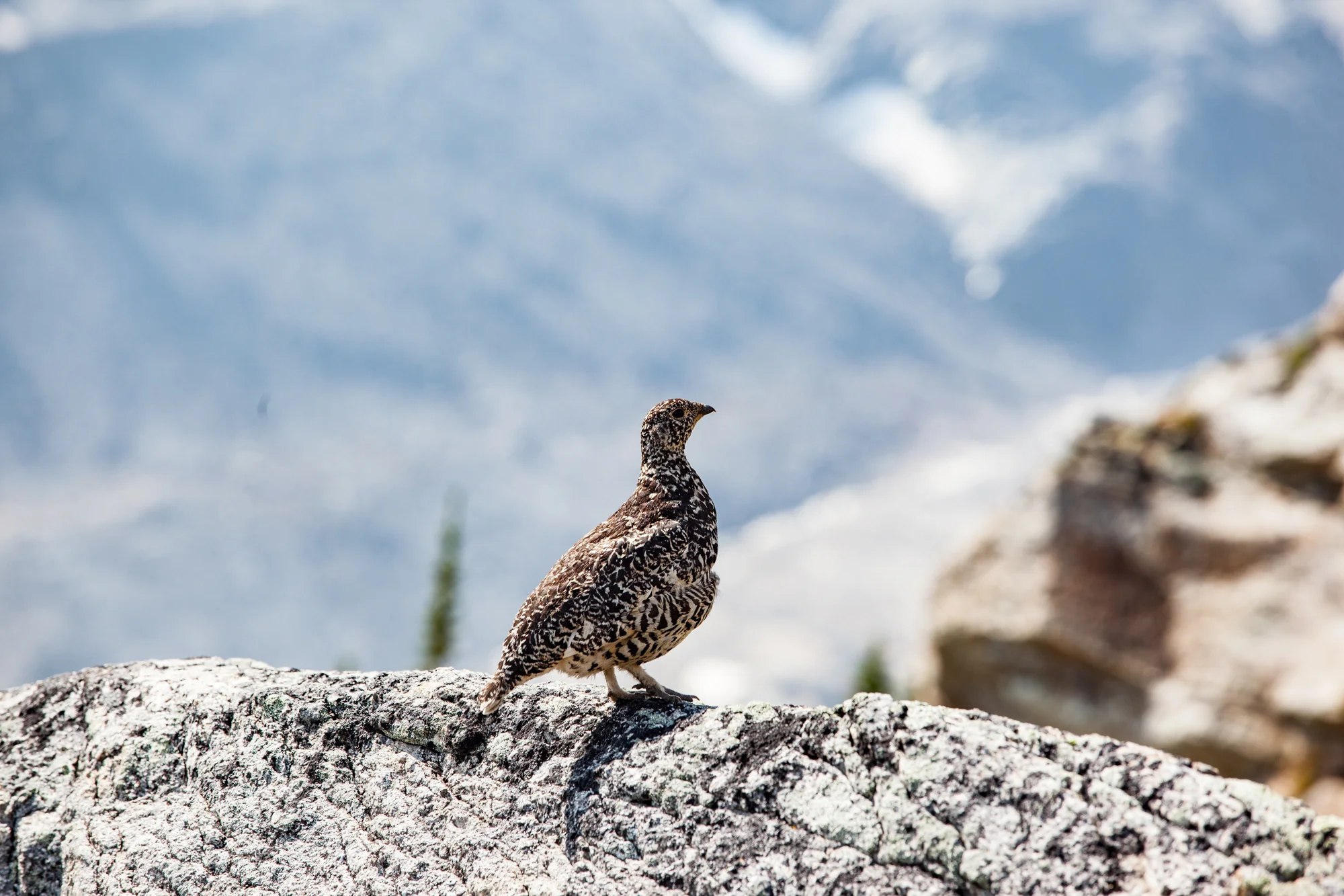 White-tailed ptarmigan in the Purcell Mountains, BC. Photo by Zoltan Kenwell.