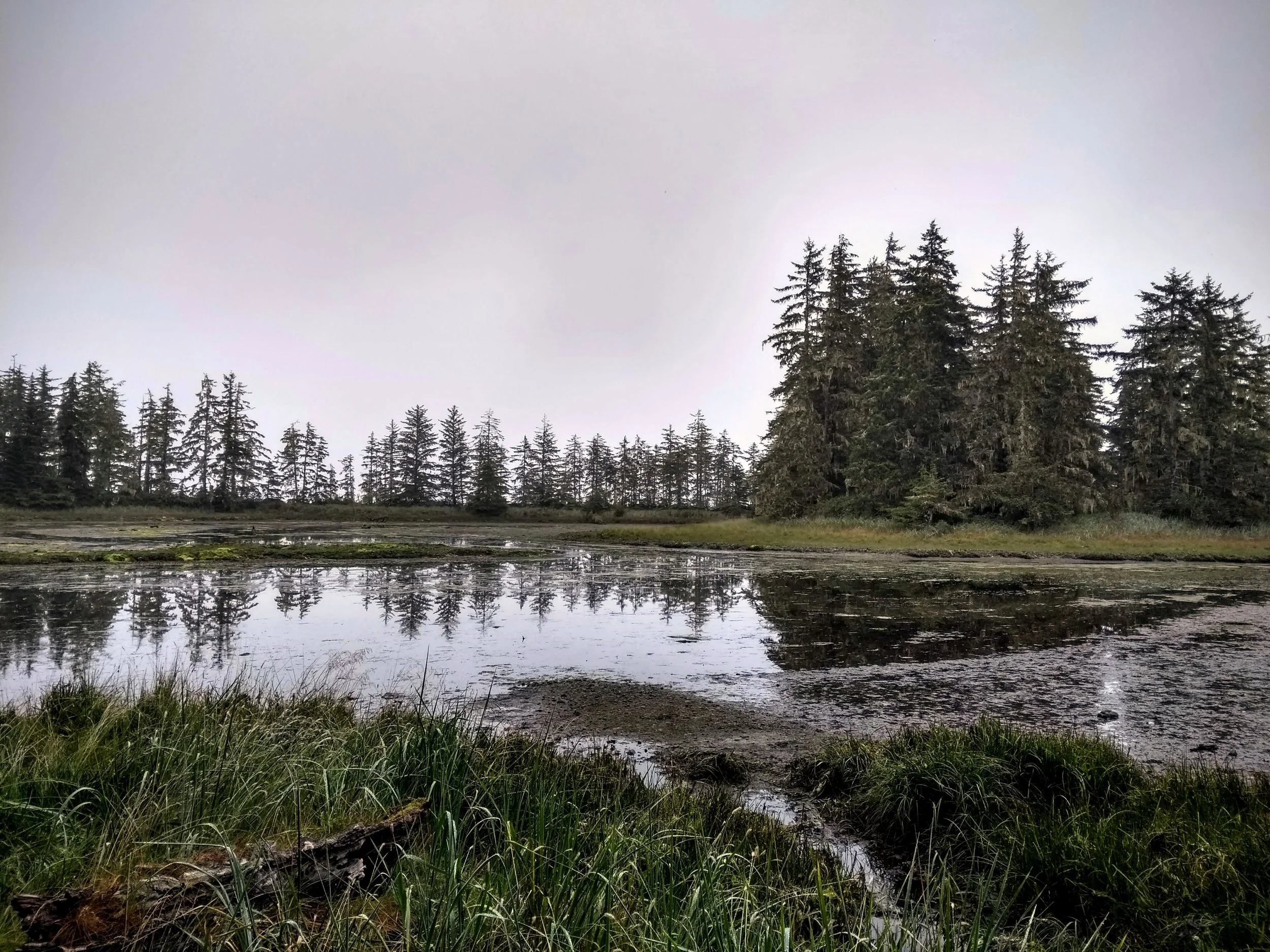 Salt Marsh in the Cluxewe River Estuary