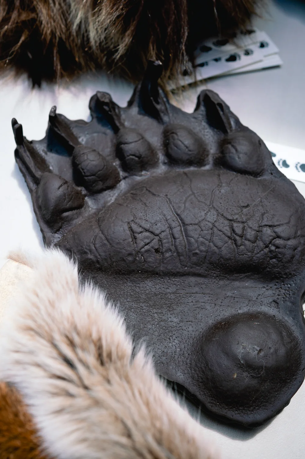 Big print from big animal.