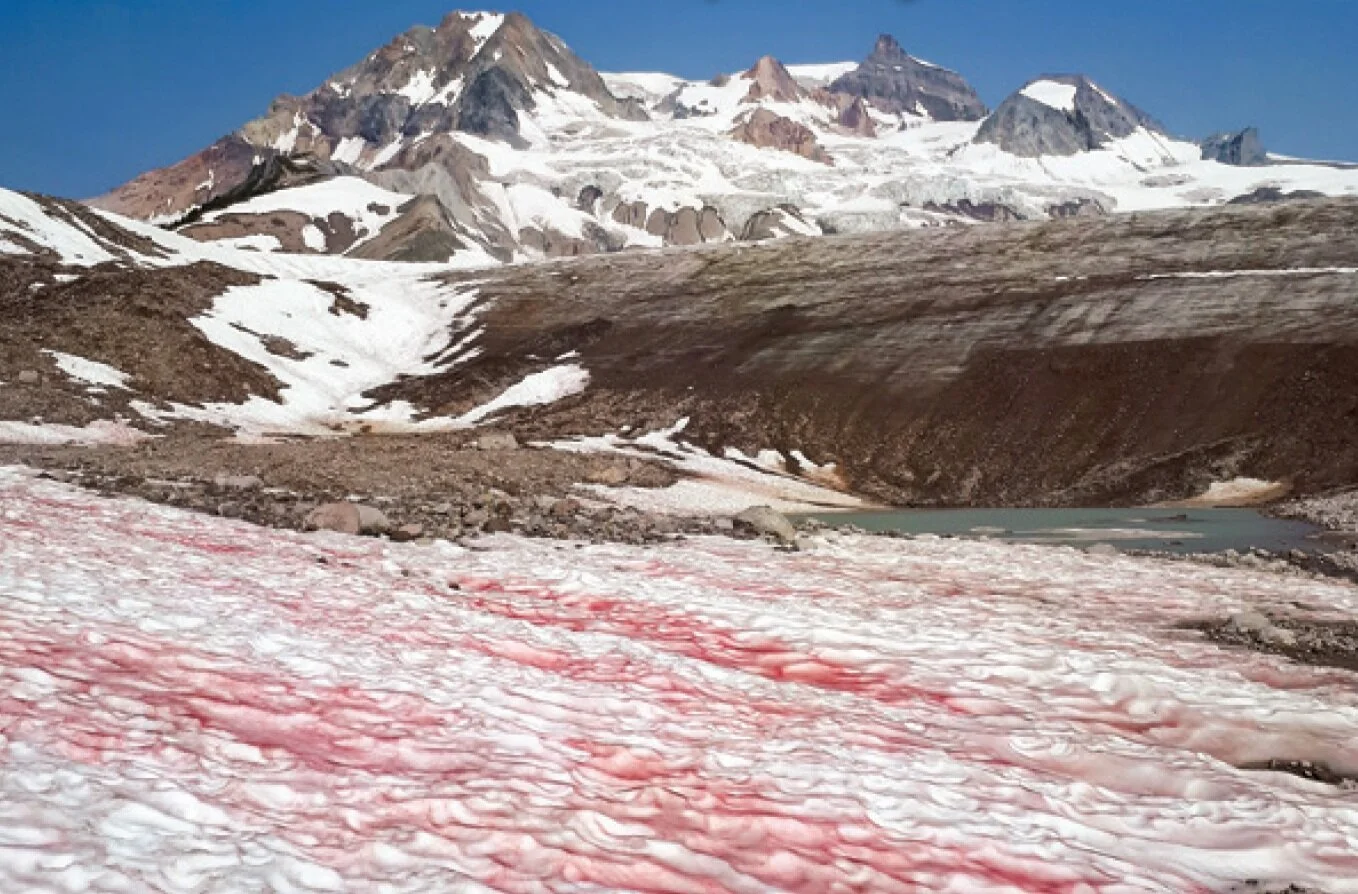 Watermelon Snow: A Microscopic Serengeti