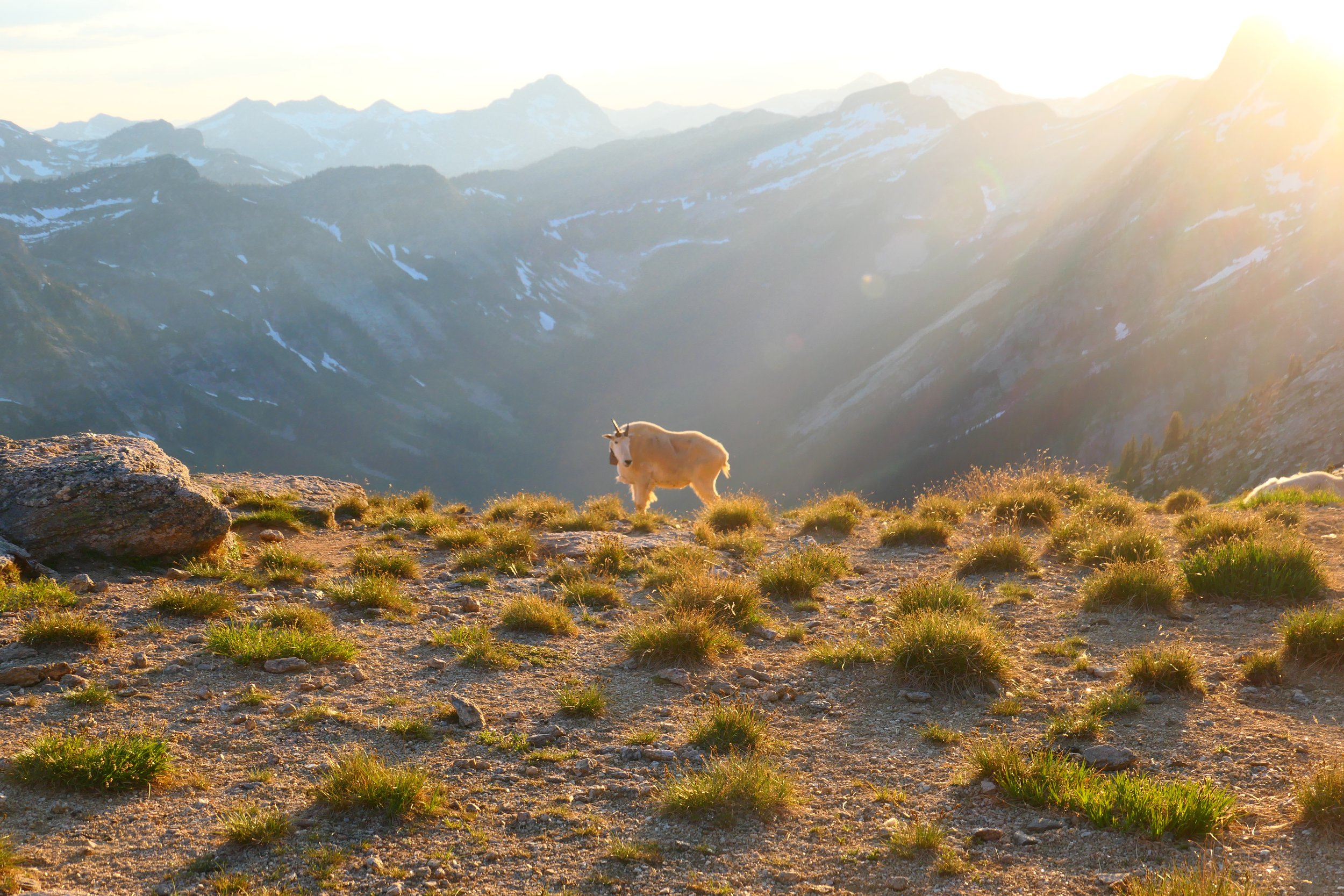 A lone goat silhouetted against the alpenglow.