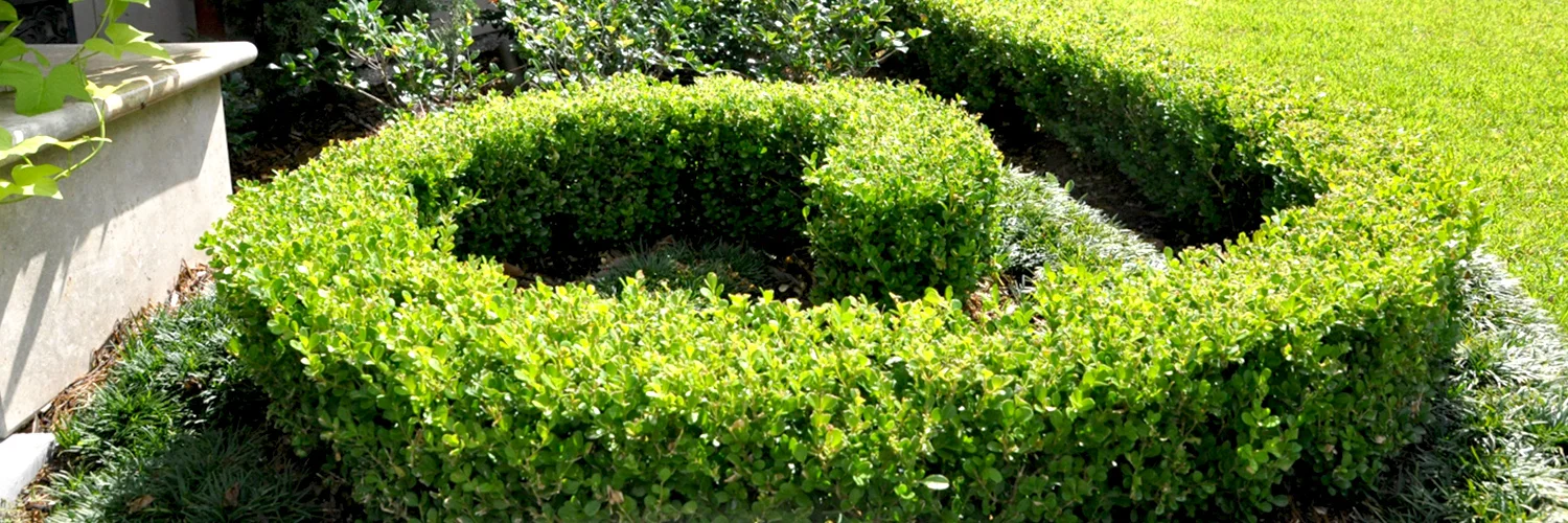 maintan-boxwood-long.jpg