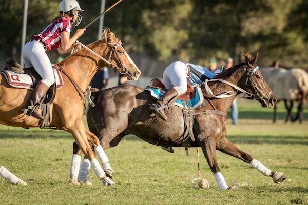 Finding 180 Horses for World-Class Polocrosse 