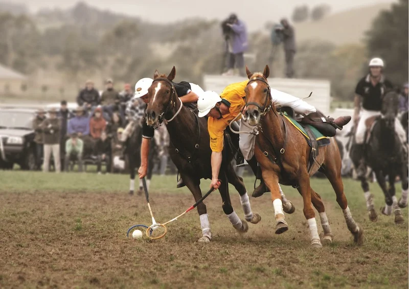 Australian Stock Horse playing polocrosse.jpg
