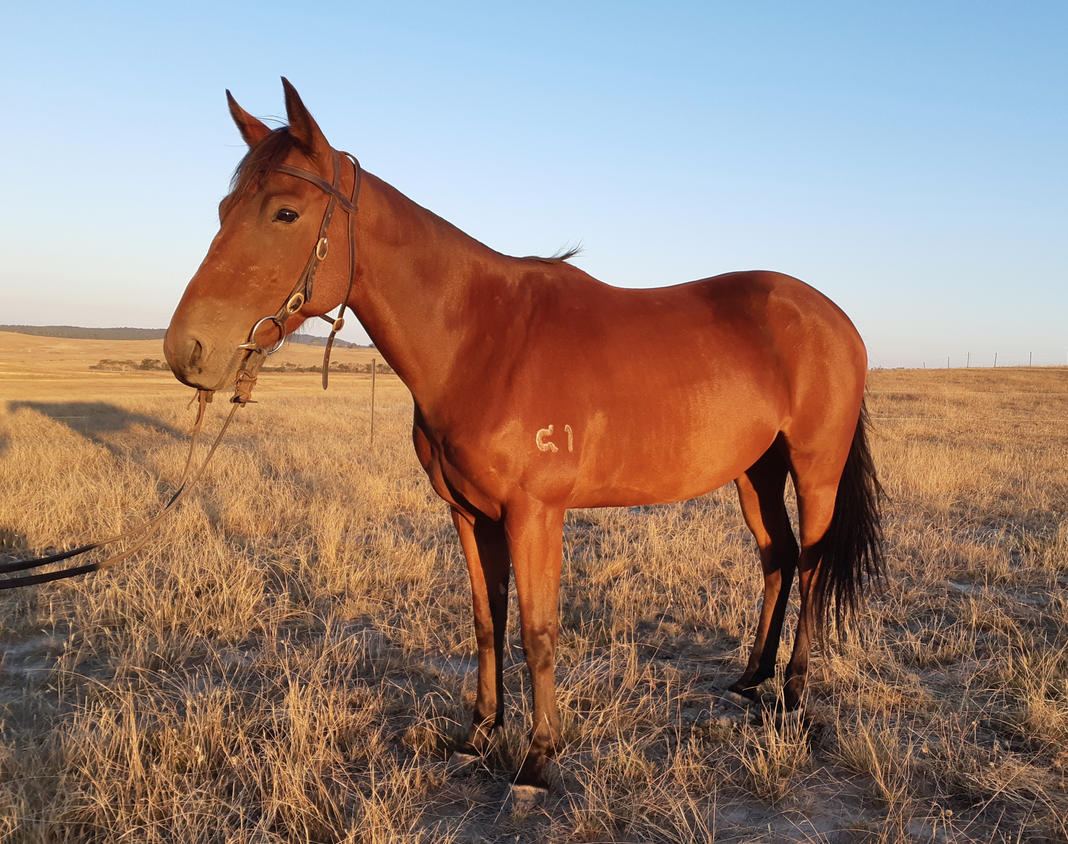 Screen Shot 2019-04-10 at 10.40.58 am.png