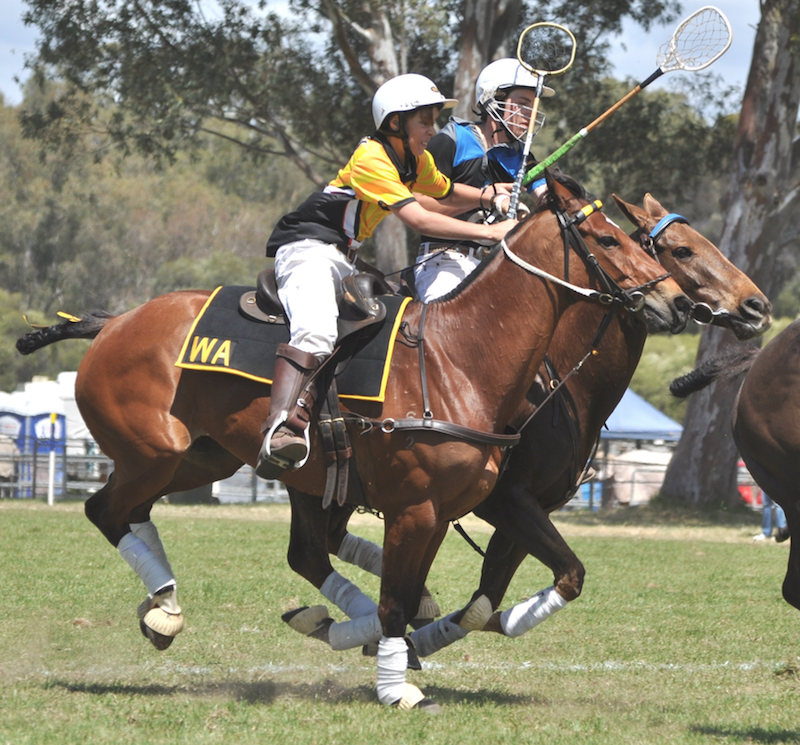 65. SPRINGBROOK TWIRL