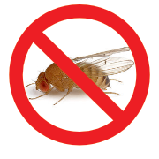 fruit fly with circle and line.png