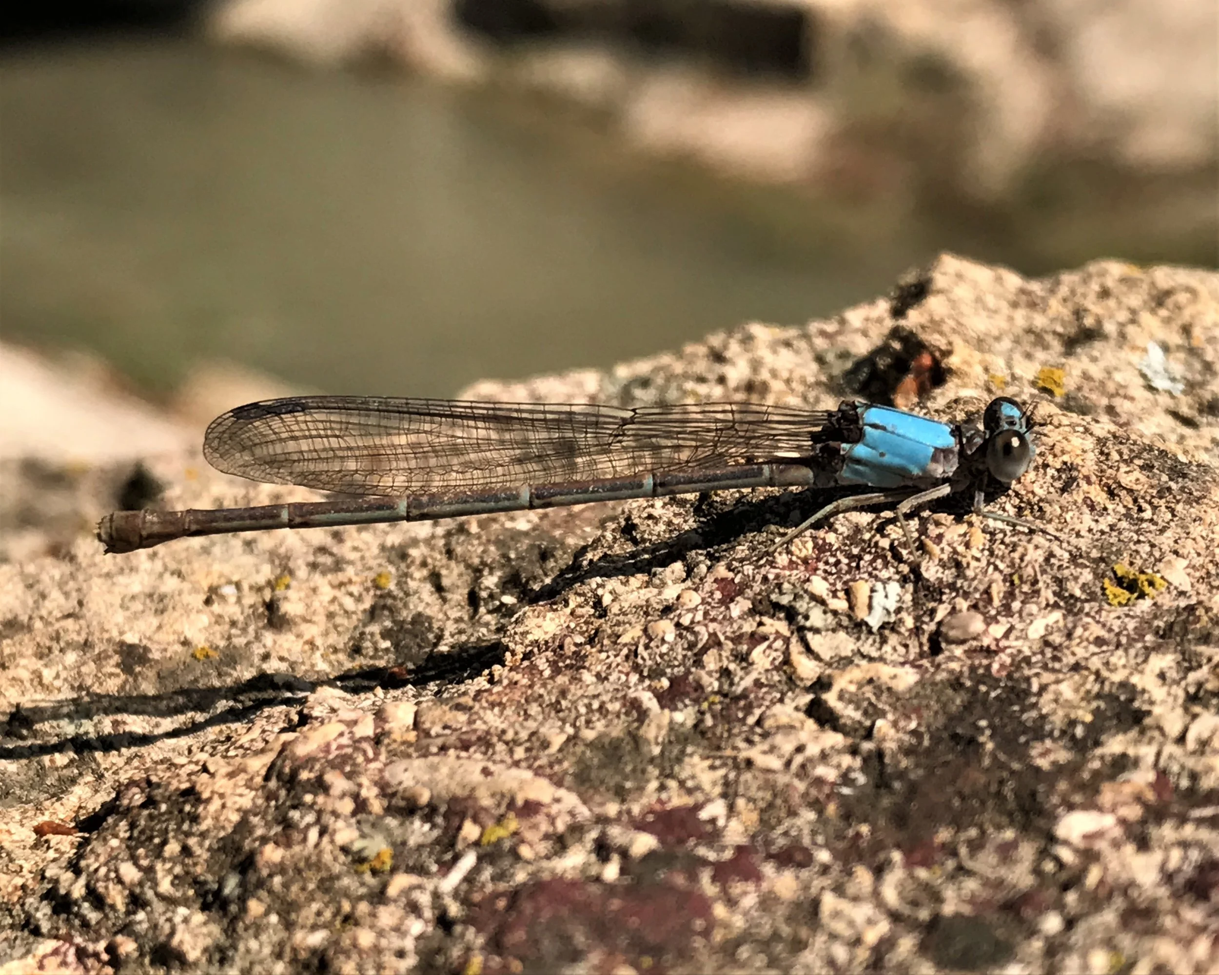 Blue-vested Darner....just kidding