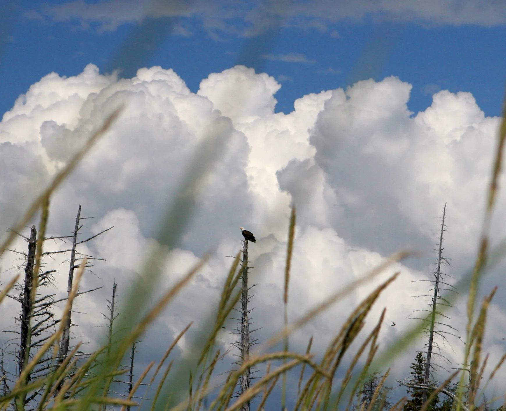 Bald Eagle: Near Homer AK