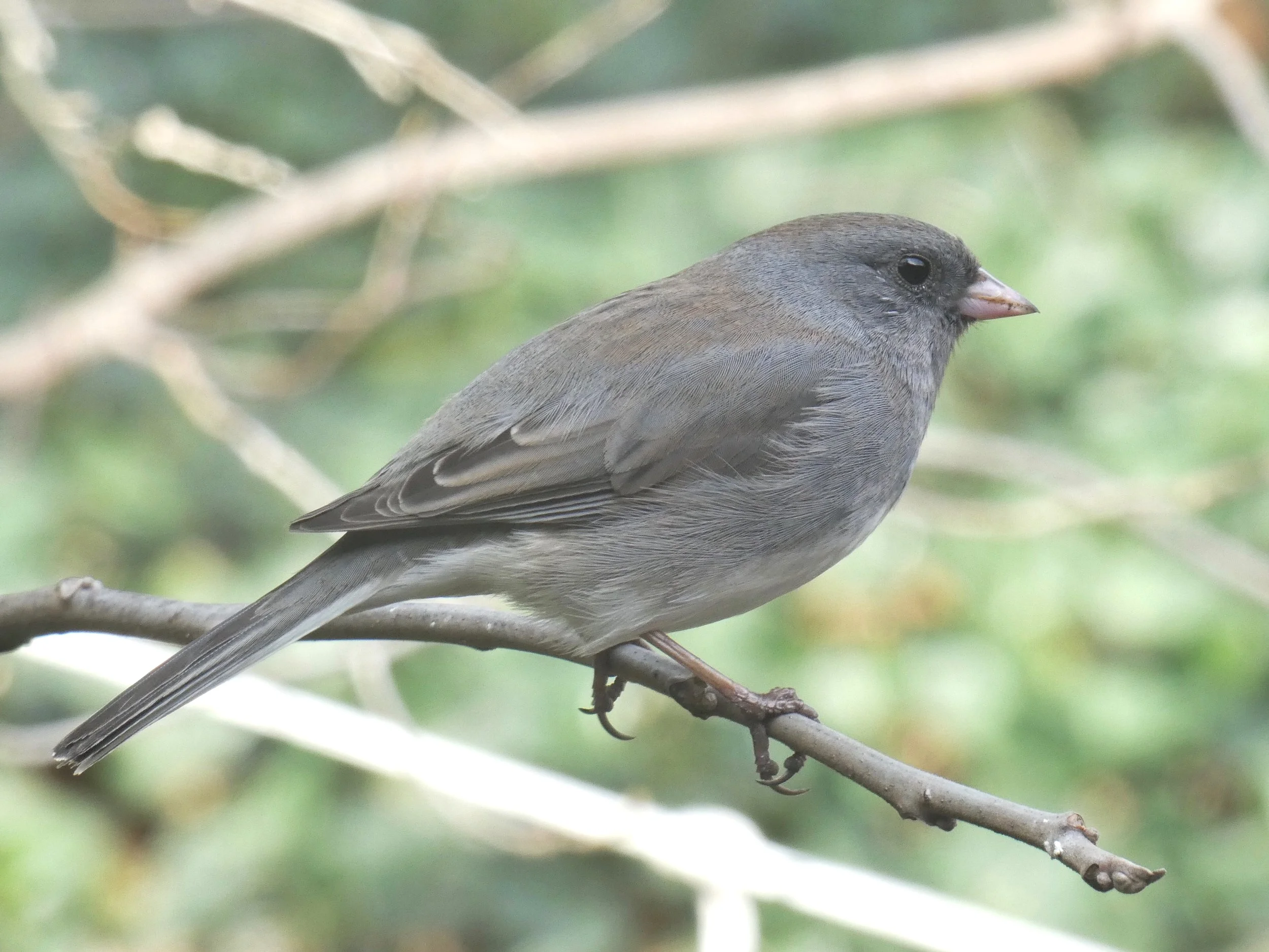  Dark Eyed Junco - Female 