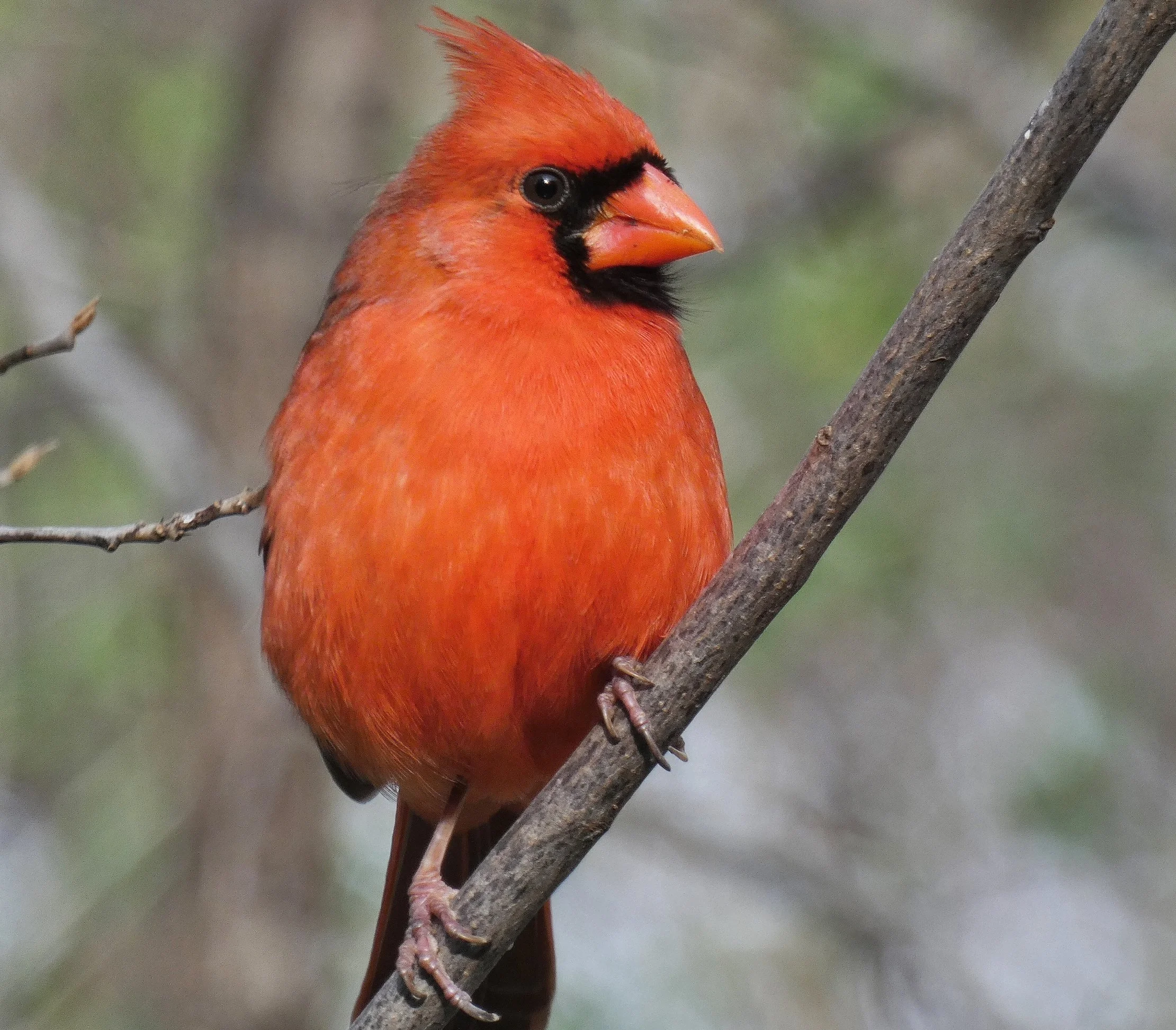  Northern Cardinal - Male 