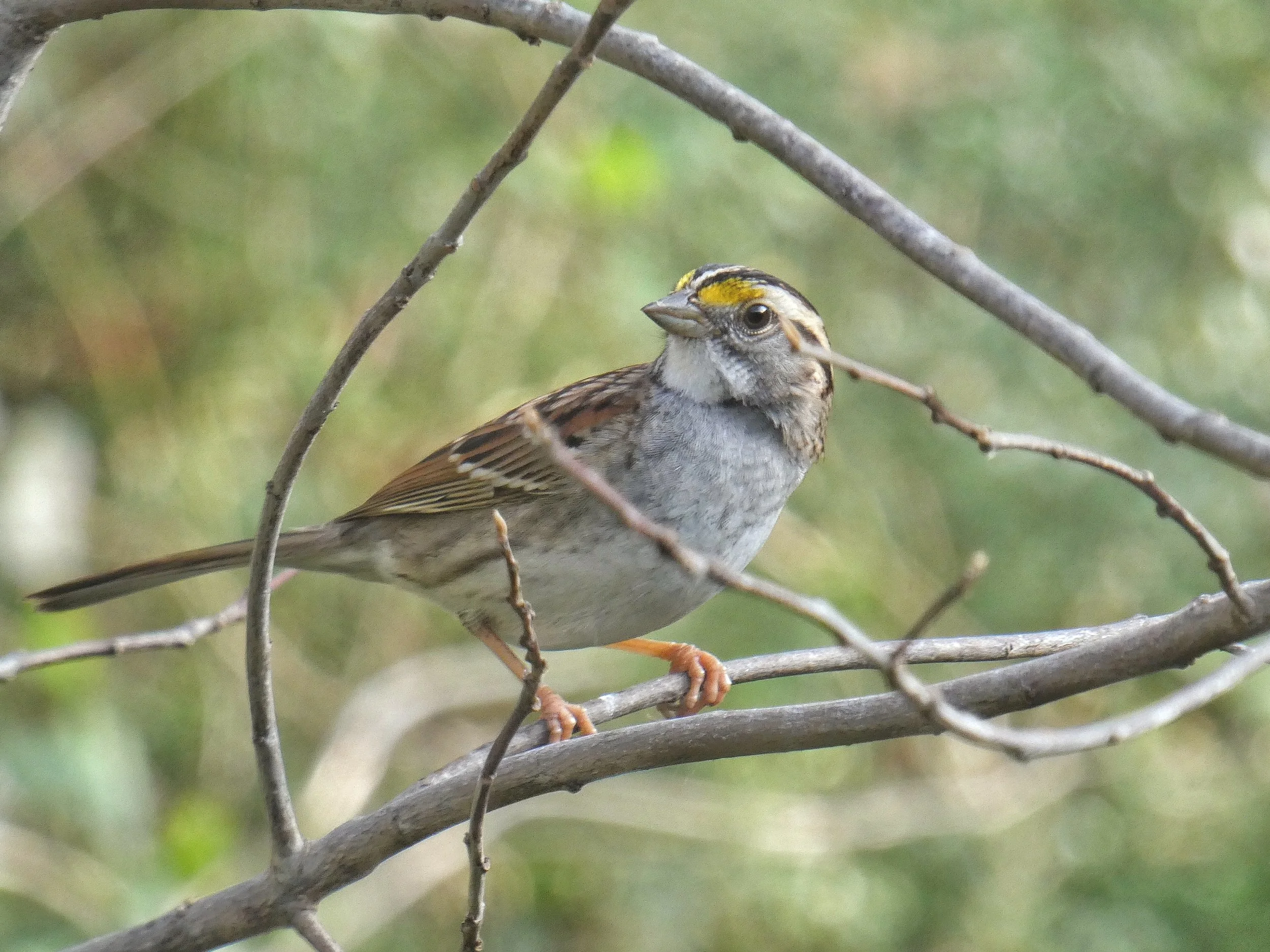  White Chinned Sparrow (winters in North Texas) 