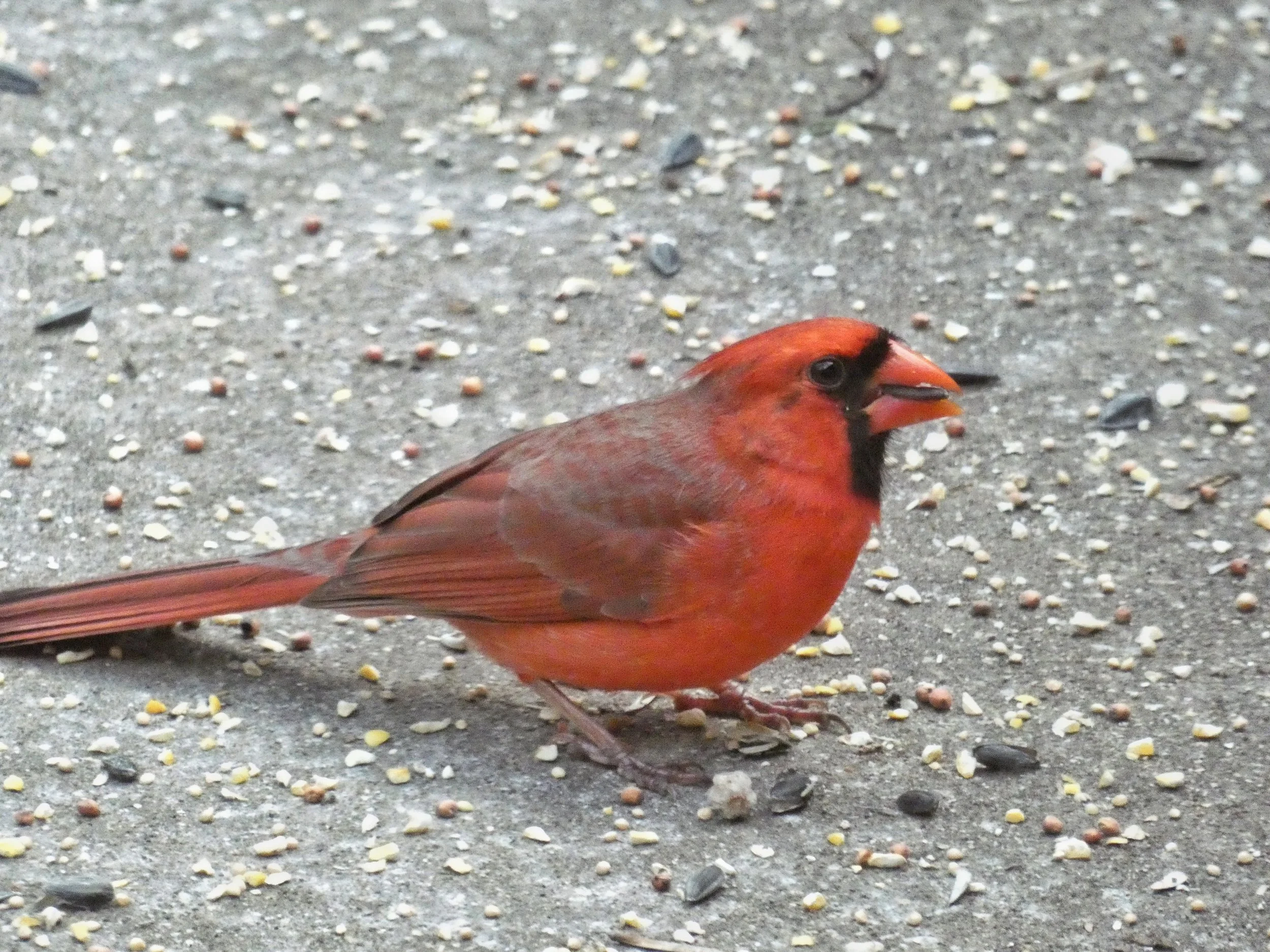  Northern Cardinal - Male (note sunflower seed in beak) 