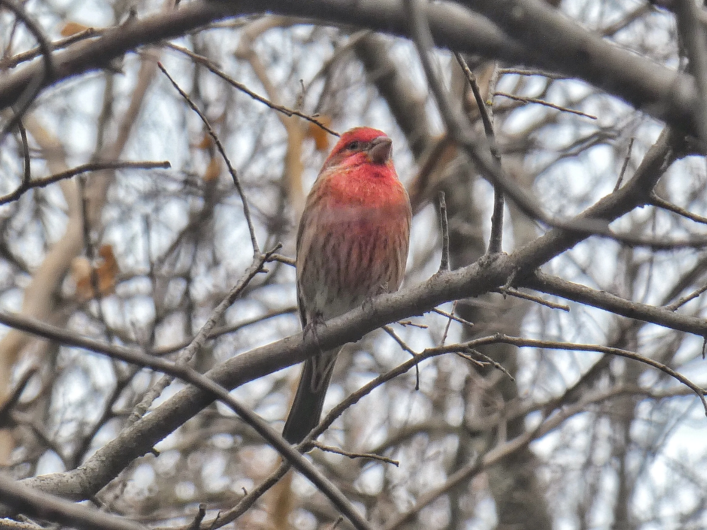  House Finch - Male 