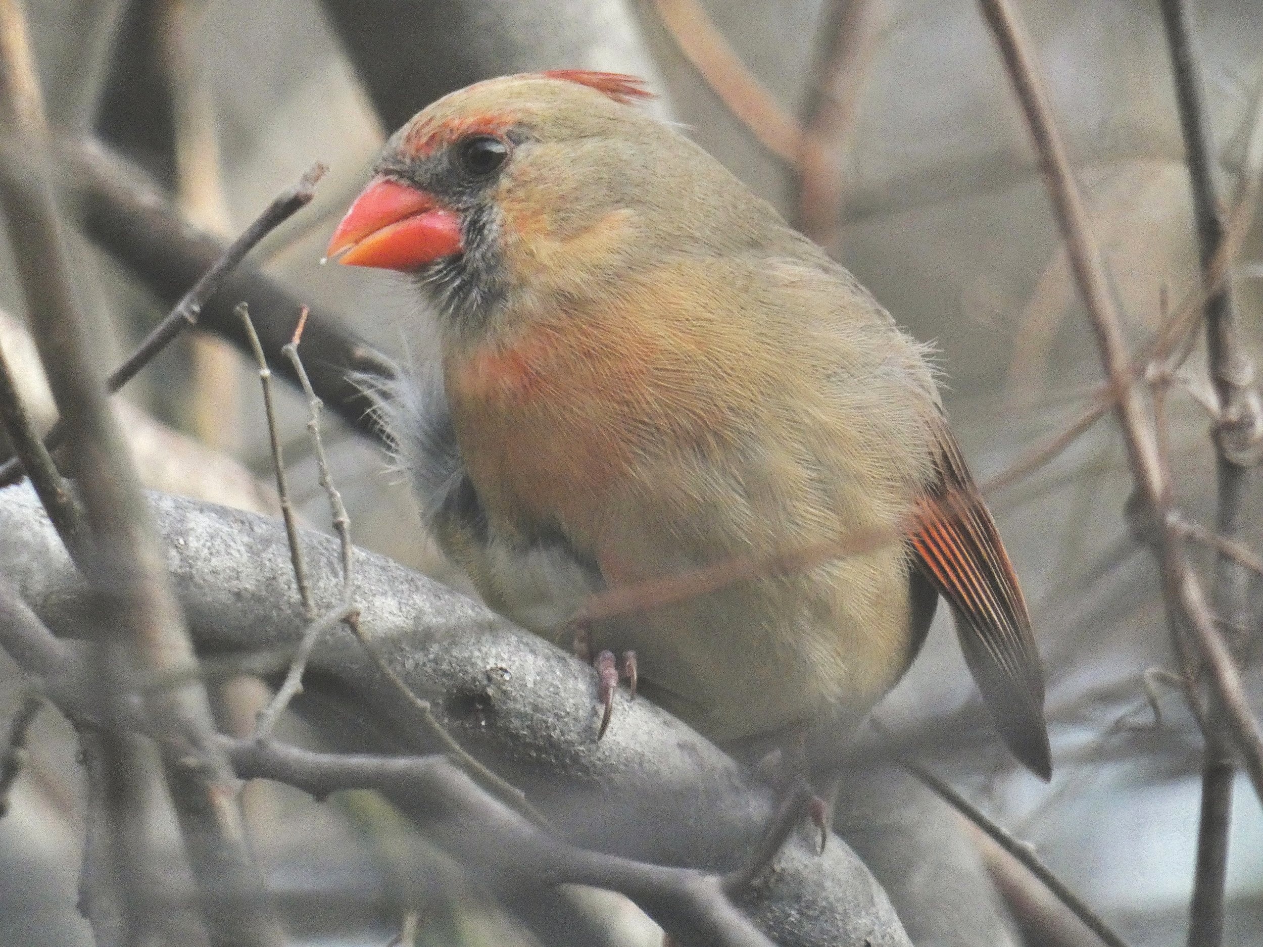  Northern Cardinal - Female (note white breast feathers askew - identifying marker for this particular bird - male doesn’t mind and she flies just fine) 