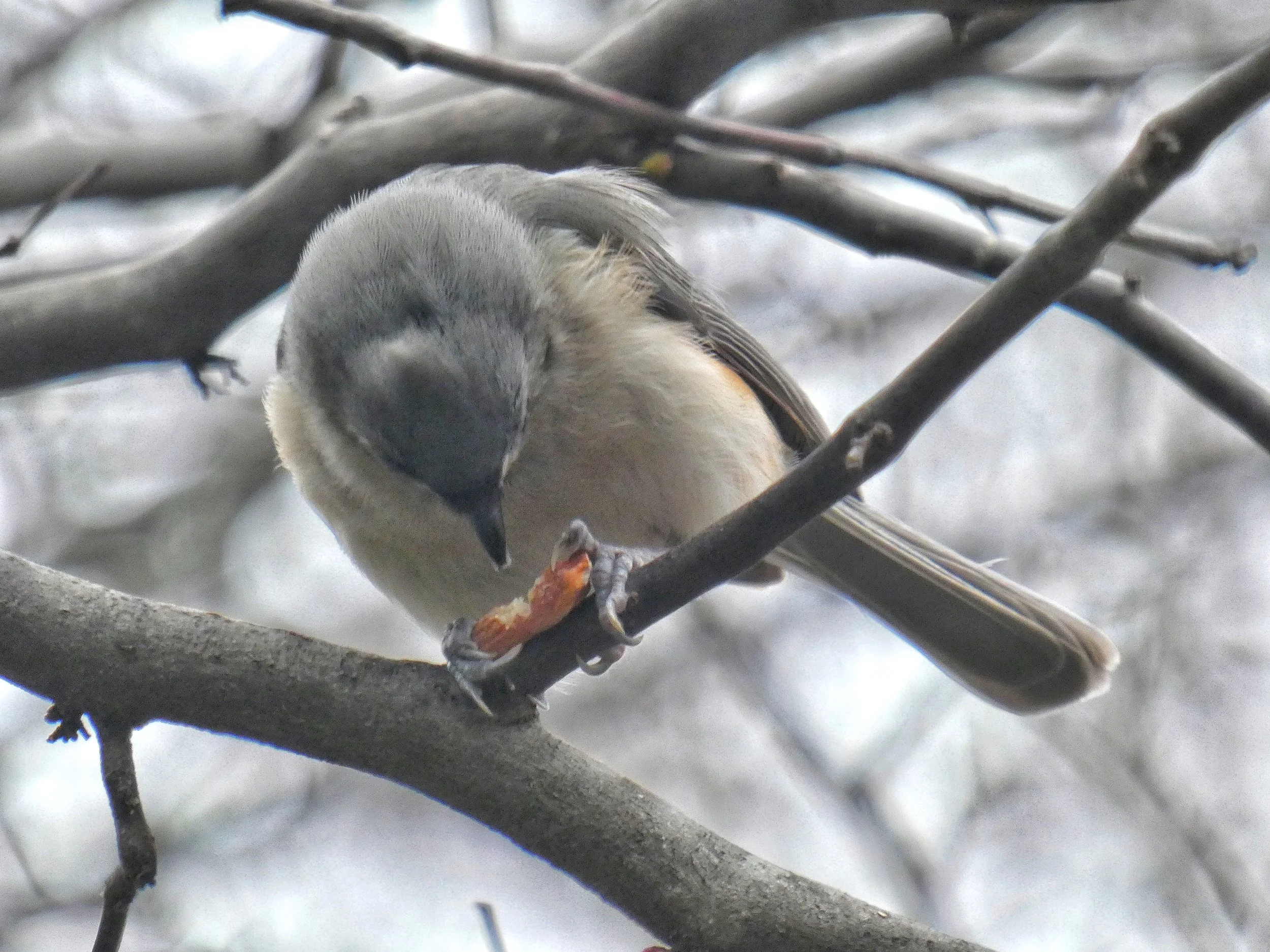  Tufted Titmouse (eating an almond) - check out the claws like a miniature T-Rex claws…hmm 